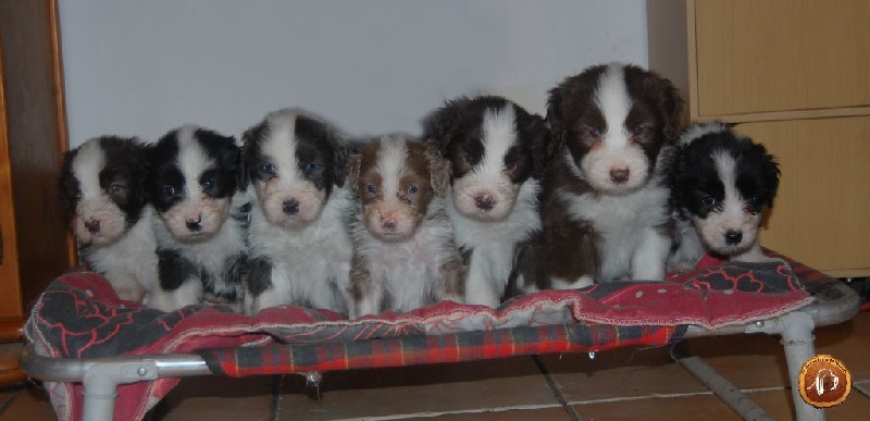 Du Grand Frene De Neven - Bearded Collie - Portée née le 06/10/2014